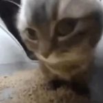 Рингтон чипи чипи чапа чапа дуби дуби даба даба